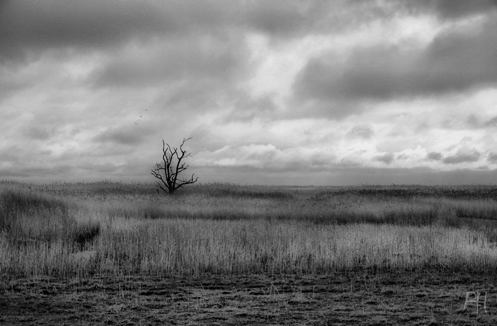 Landschaft am Barther Bodden