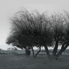 Landschaft am Bodden...