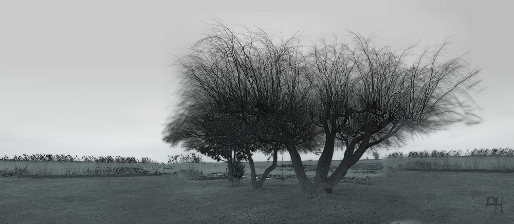 Landschaft am Bodden...