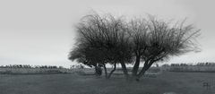 Landschaft am Bodden...