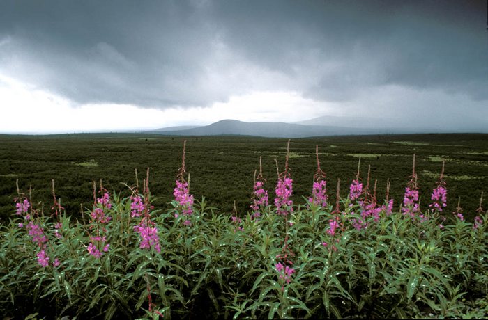 Landschaft am Dempster Hgw - Yukon