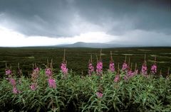 Landschaft am Dempster Hgw - Yukon