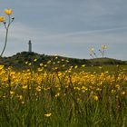 Landschaft am Dornbusch