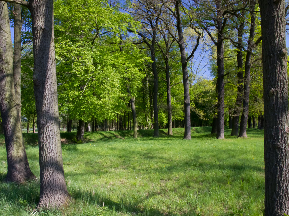 Landschaft am Luisium