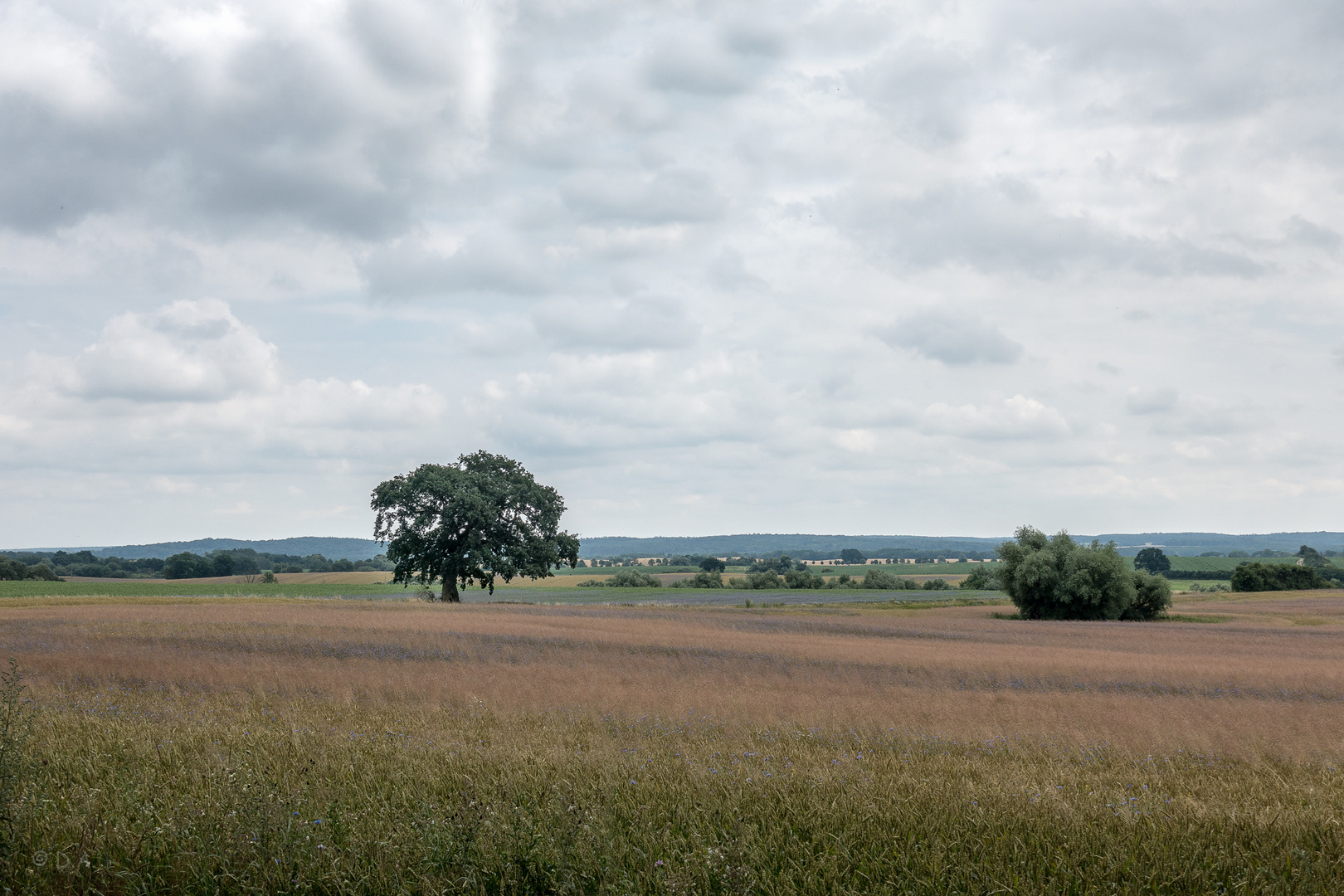 Landschaft am Malchiner See 2