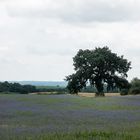 Landschaft am Malchiner See 3