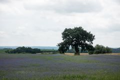 Landschaft am Malchiner See 3