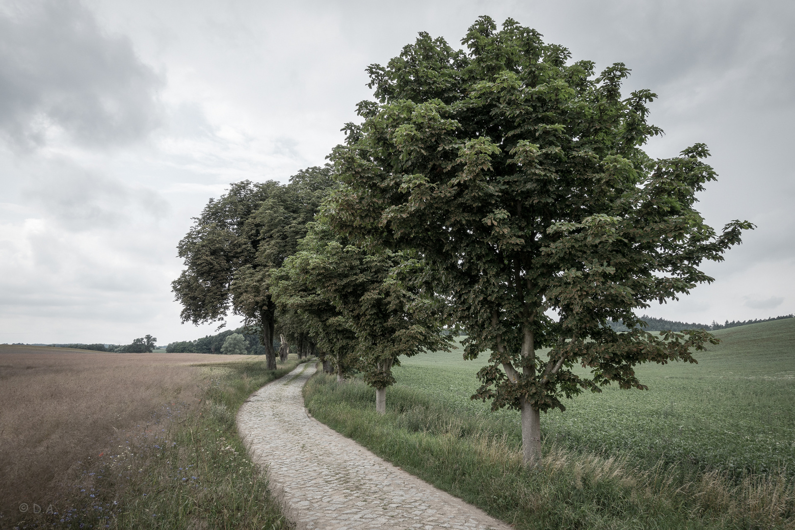 Landschaft am Malchiner See