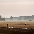 LANDSCHAFT AM MORGEN AUS DEM FAHRENDEN ZUG GESEHEN 