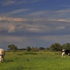 Landschaft am Niederrhein (10)