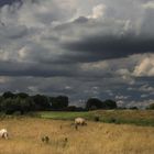 Landschaft am Niederrhein (2)