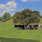 Landschaft am Niederrhein (3)