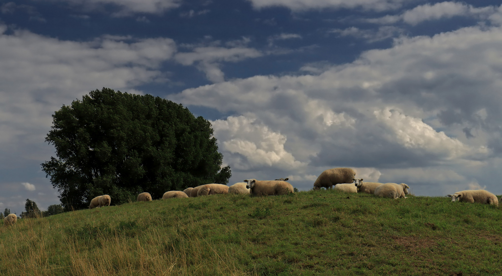 Landschaft am Niederrhein (4)