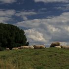 Landschaft am Niederrhein (4)