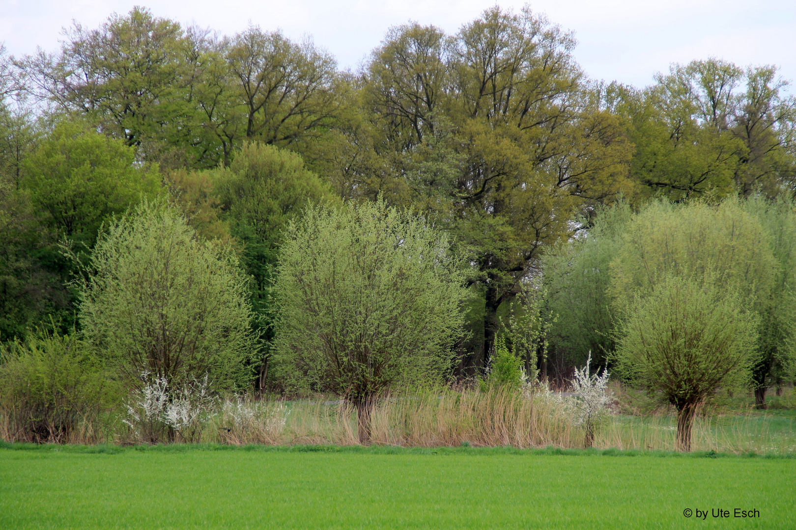 Landschaft am Niederrhein