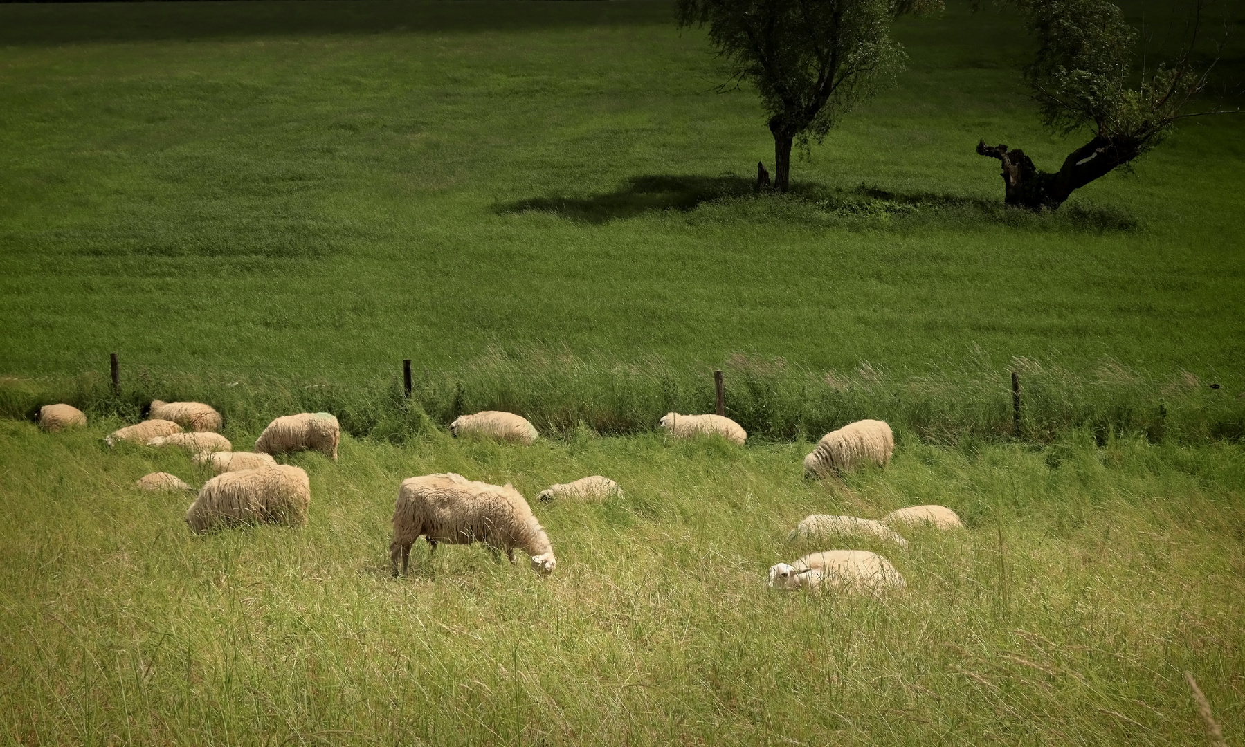 Landschaft am Niederrhein (9)