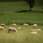 Landschaft am Niederrhein (9)