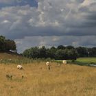 Landschaft am Niederrhein