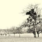 Landschaft am Ortsrand