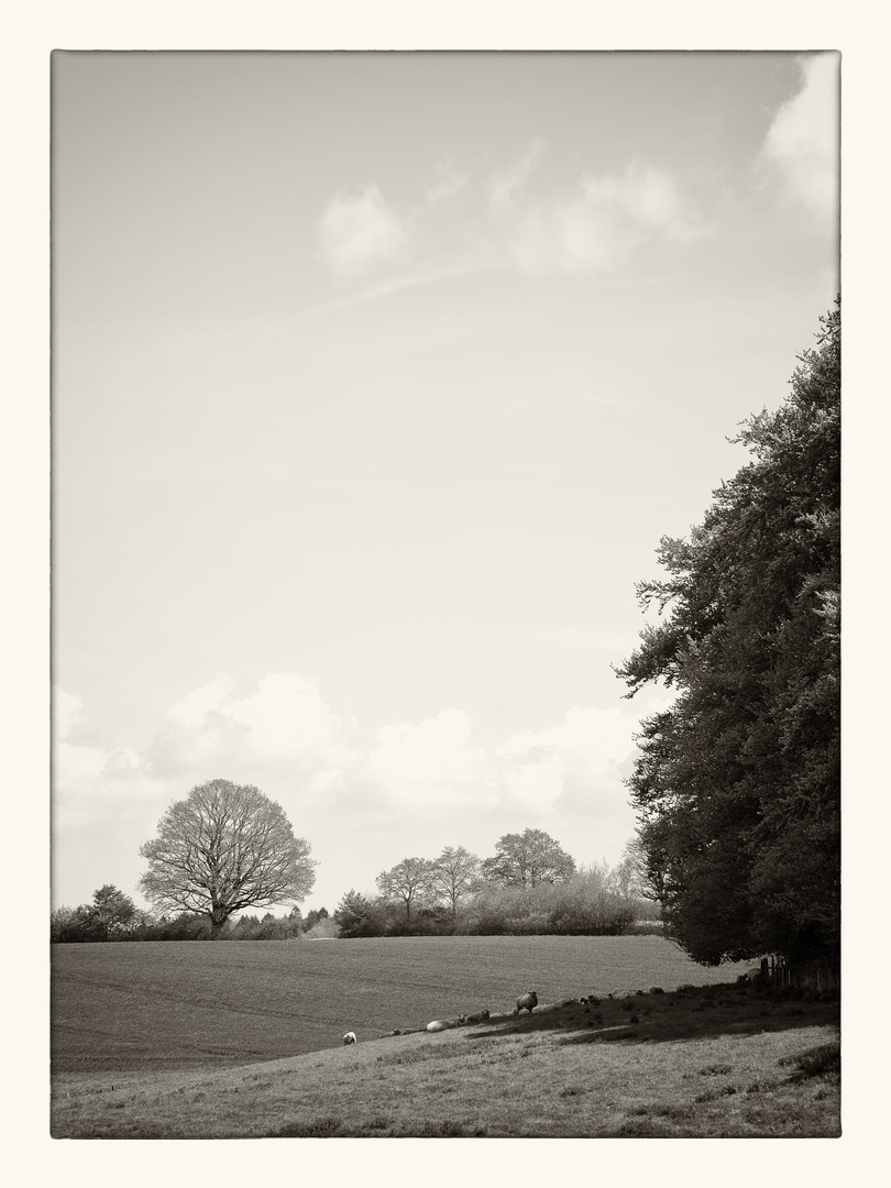 Landschaft am Rande des Waldes