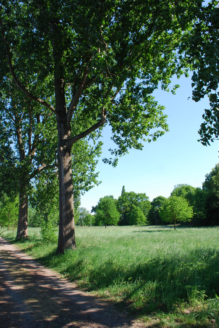 Landschaft am Rhein