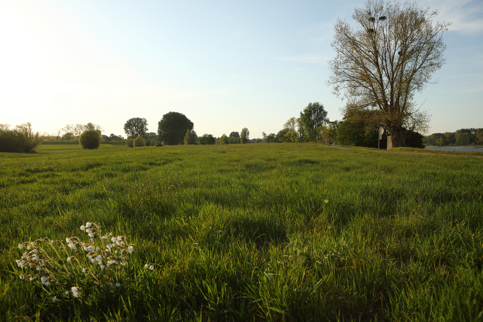 Landschaft am Rhein bei Zons