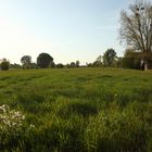 Landschaft am Rhein bei Zons