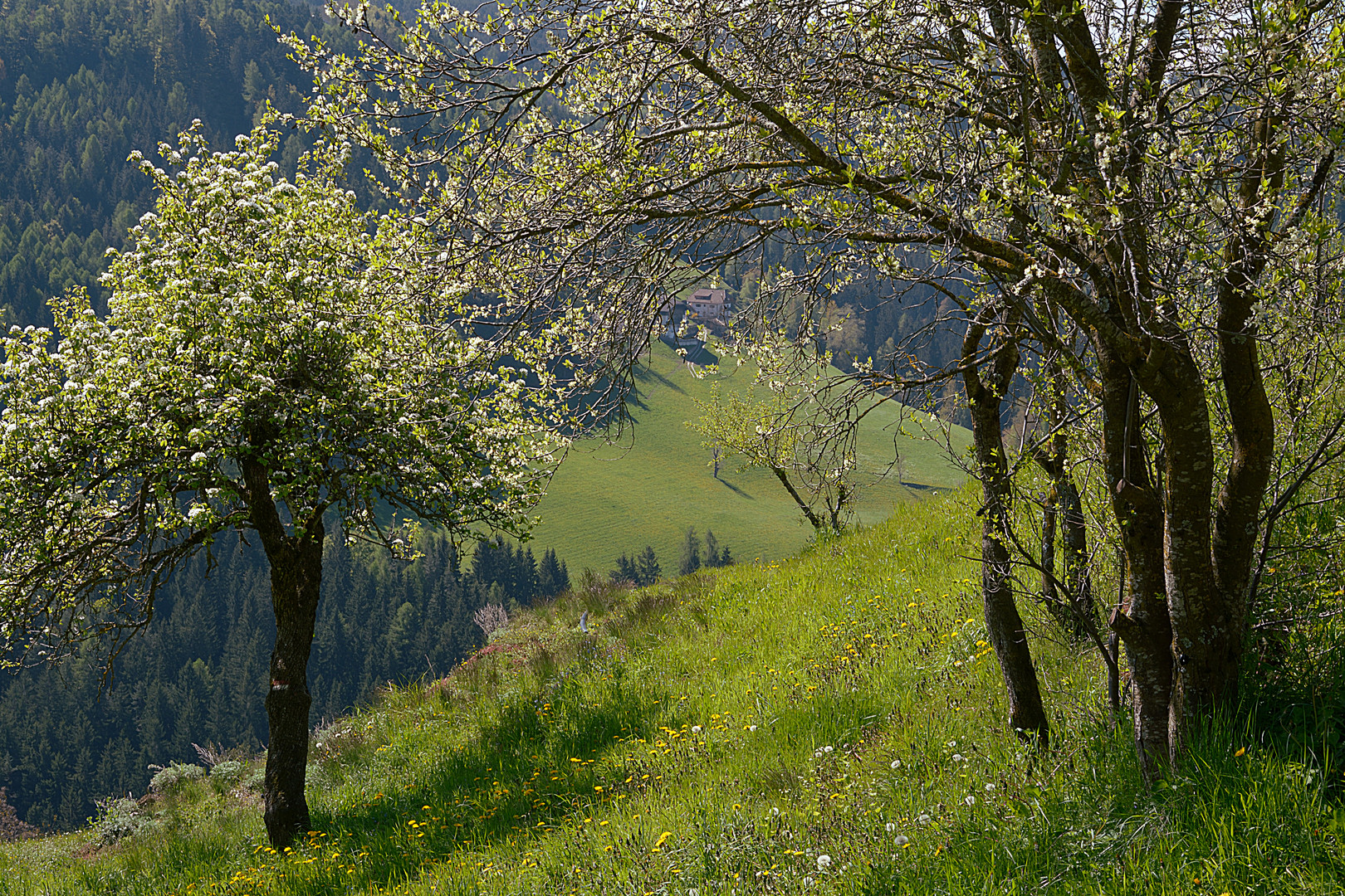 Landschaft am Ritten