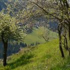 Landschaft am Ritten