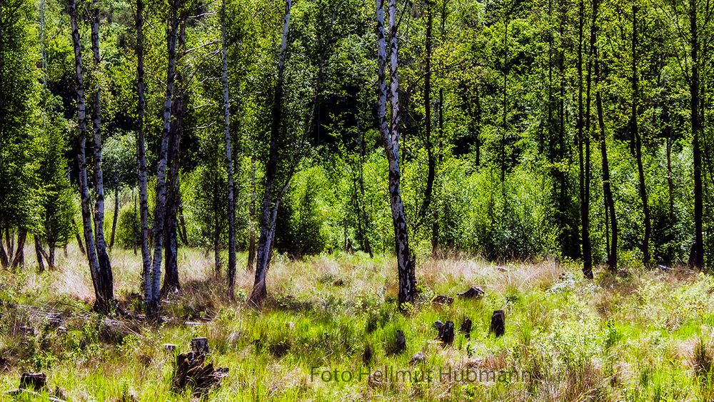 LANDSCHAFT AM TEUFELSSEE IN DEN MÜGGELBERGEN MIT EINEM HAUCH VON BIRKENWÄLDCHEN