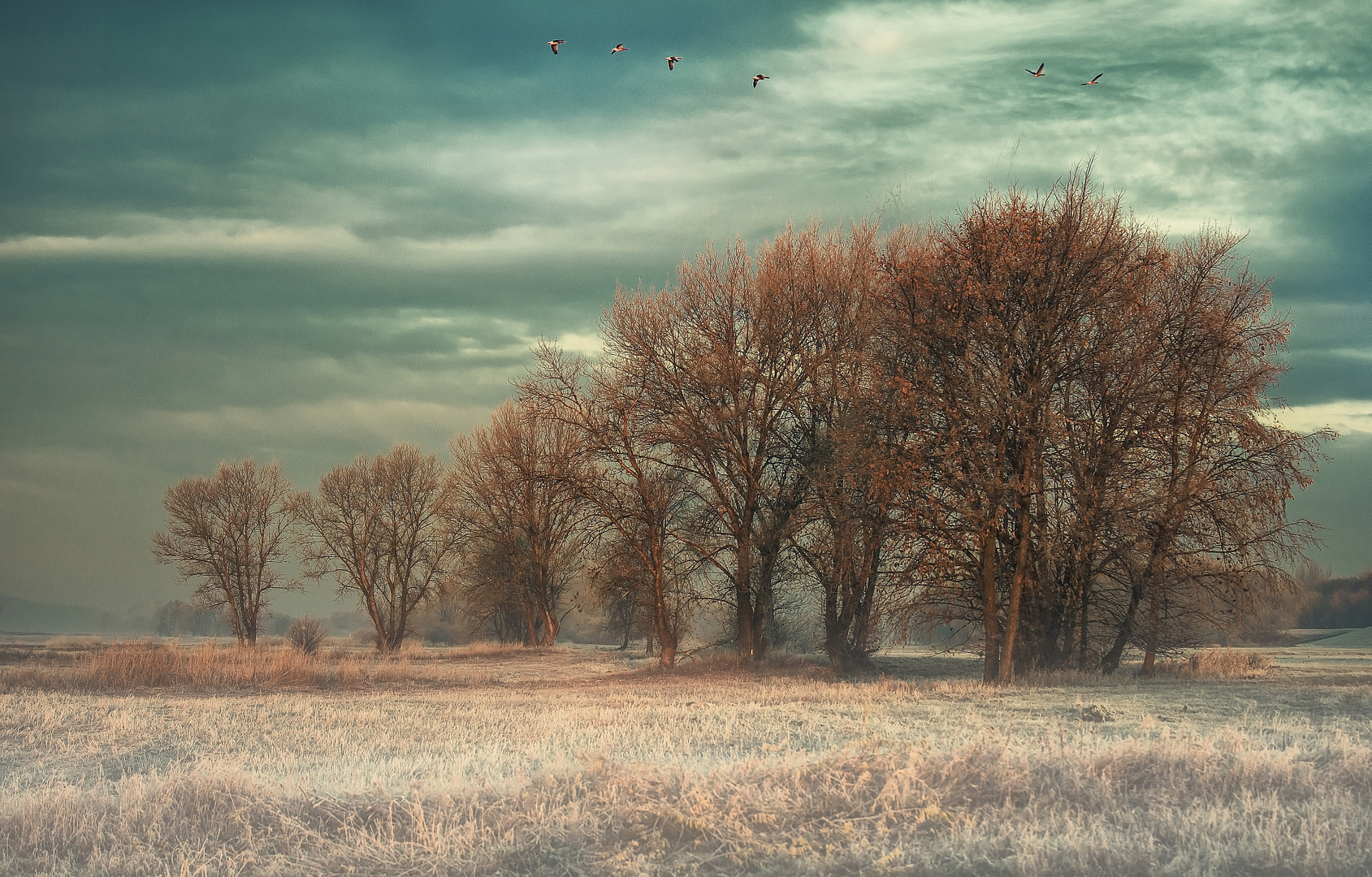 Landschaft an der Elbe #7790