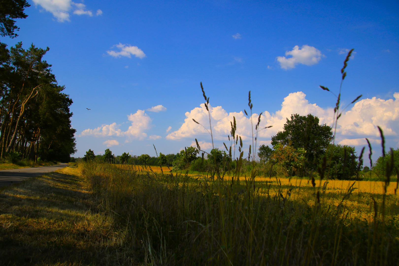 Landschaft an der Elbe