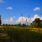 Landschaft an der Elbe