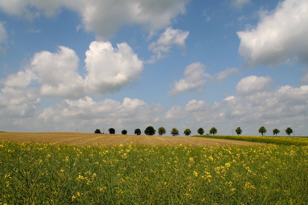 Landschaft an der Müritz