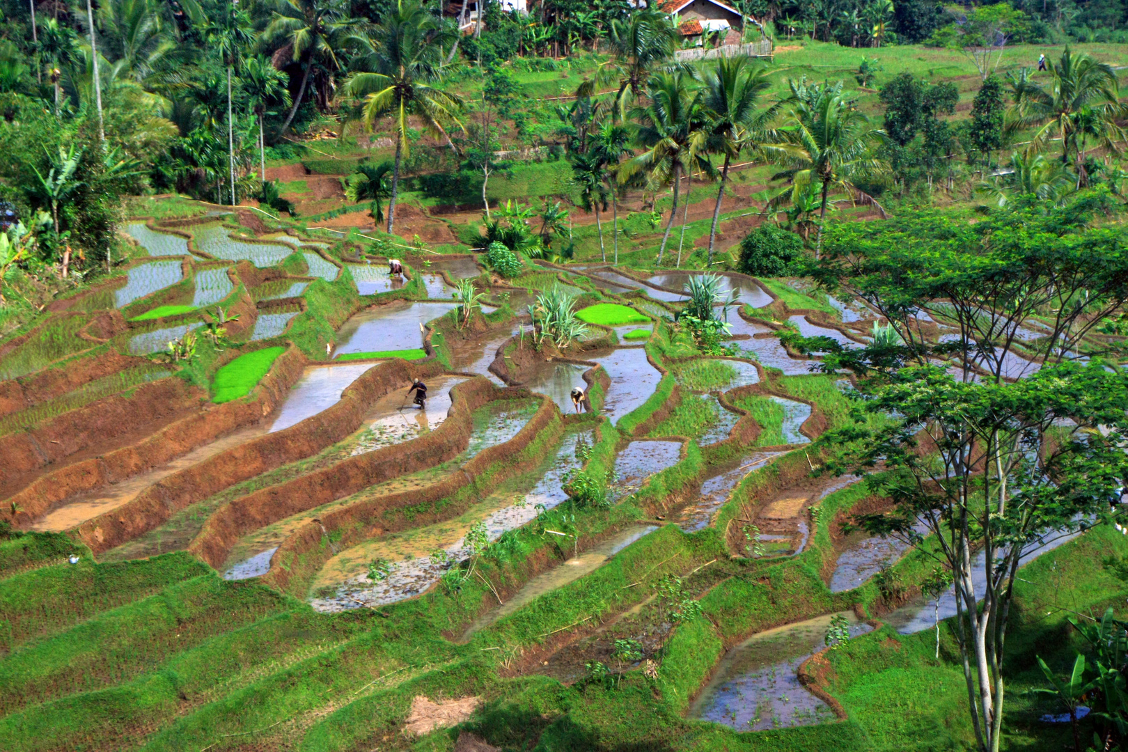 Landschaft an der Zuglinie nach Yogyakarta