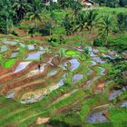 Landschaft an der Zuglinie nach Yogyakarta