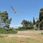 Landschaft - Anflug einer Möwe