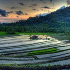 Landschaft auf Bali