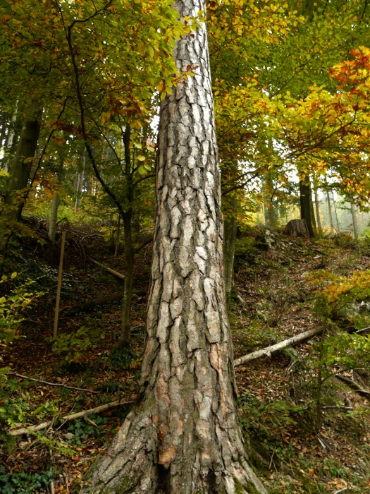 Landschaft auf Baum