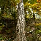 Landschaft auf Baum