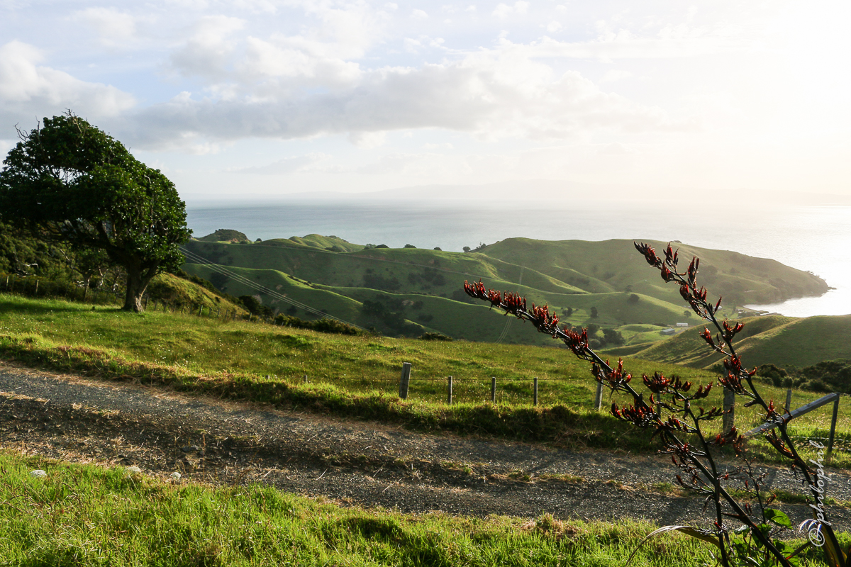 Landschaft auf Coromandel