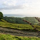 Landschaft auf Coromandel