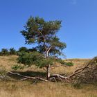 Landschaft auf Hiddensee