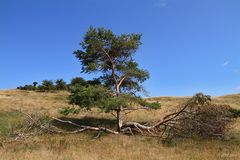 Landschaft auf Hiddensee