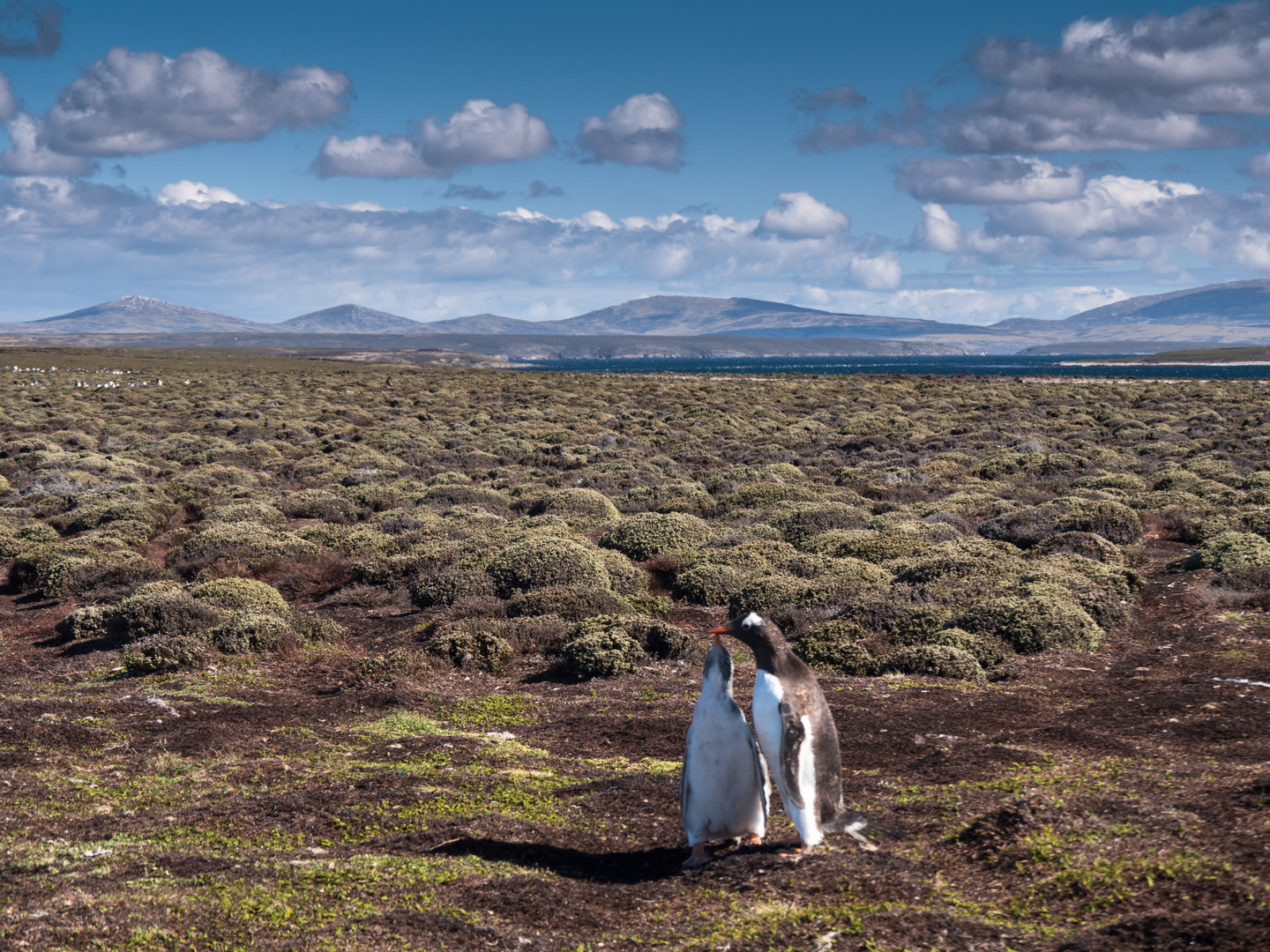 Landschaft auf Pebble Island