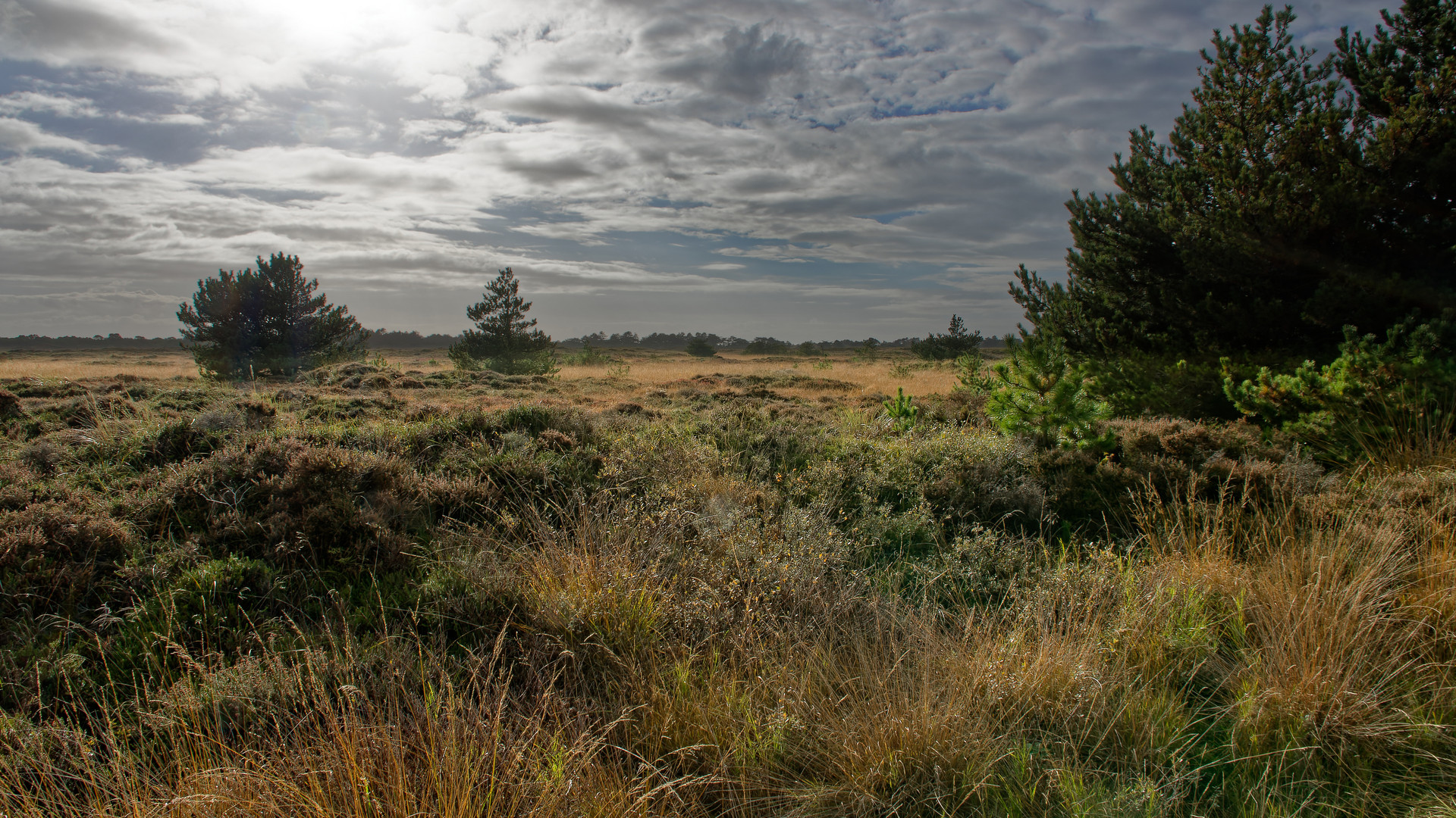 Landschaft auf Römö