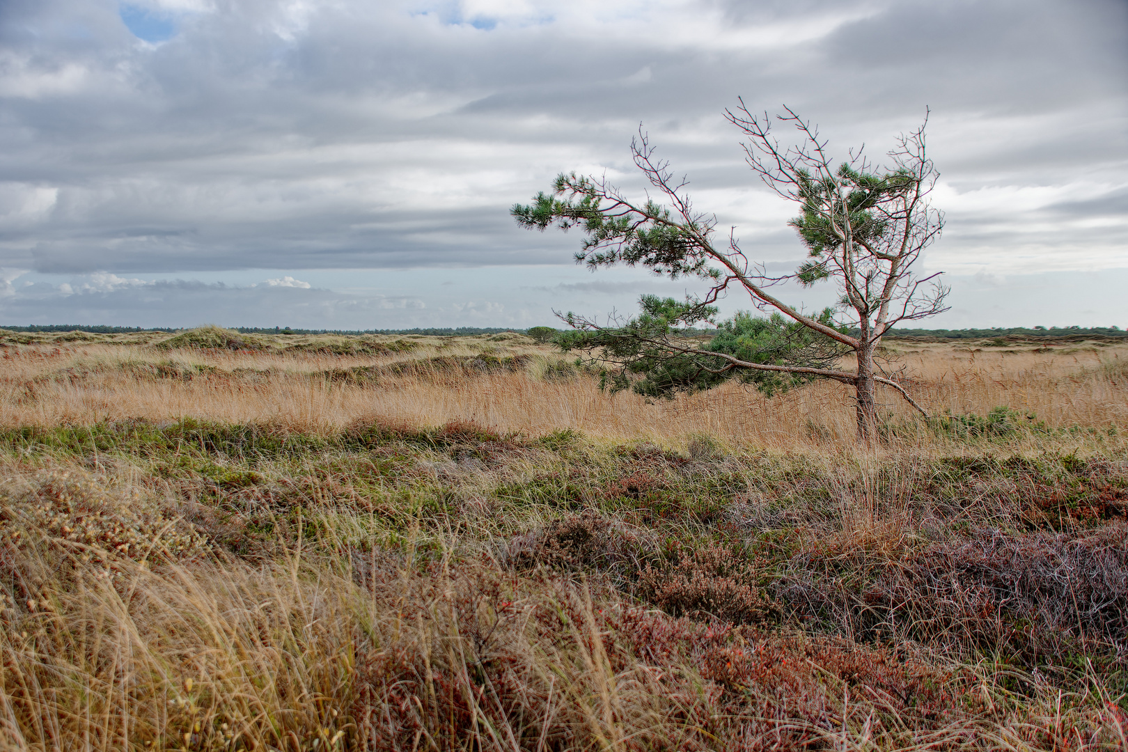 Landschaft auf Römö/Dänemark