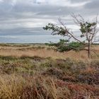 Landschaft auf Römö/Dänemark