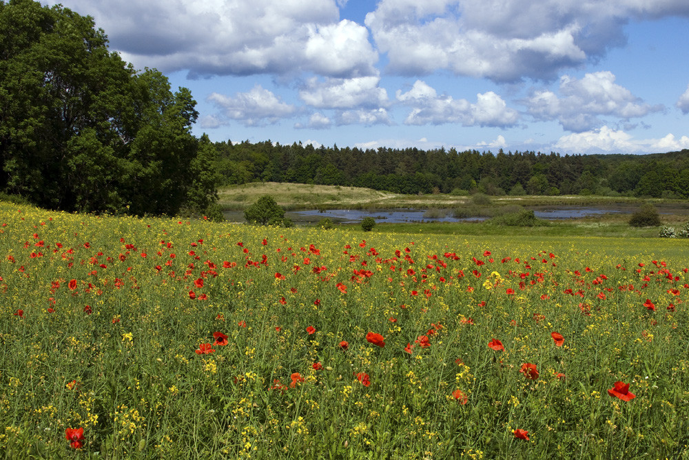 Landschaft auf Rügen 01