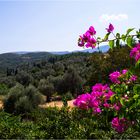 Landschaft auf Samos